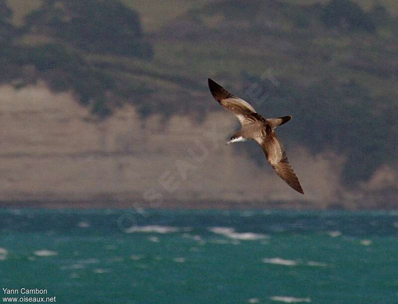 Puffin de Bulleradulte, identification