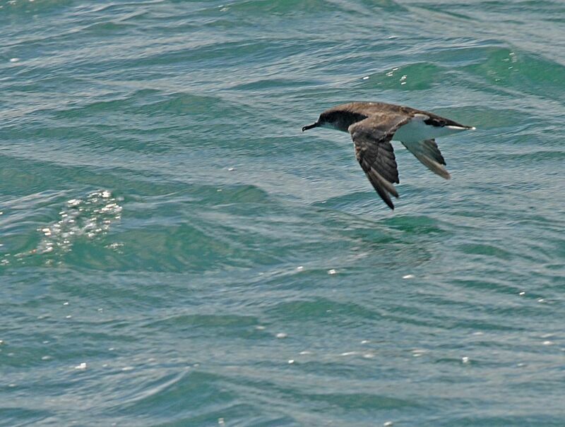 Hutton's Shearwater