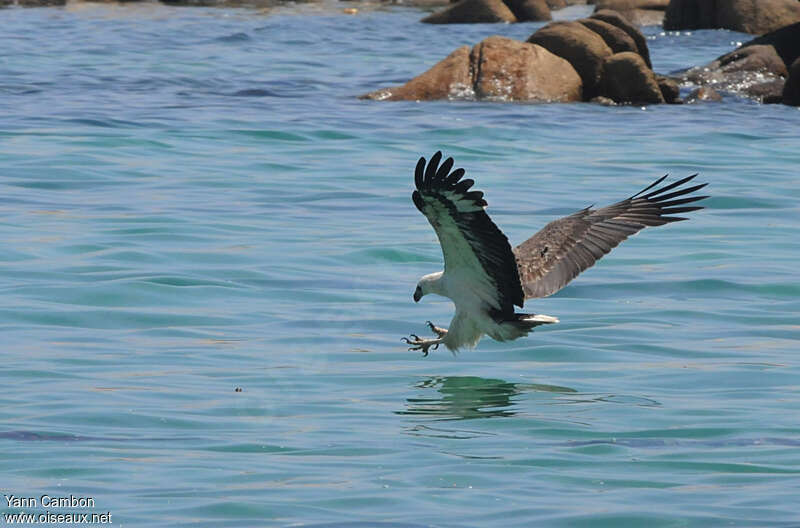 White-bellied Sea Eagleadult, fishing/hunting