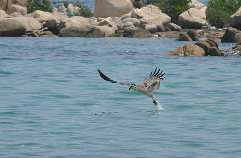 White-bellied Sea Eagle