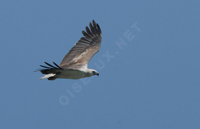 White-bellied Sea Eagle