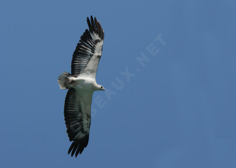 White-bellied Sea Eagle