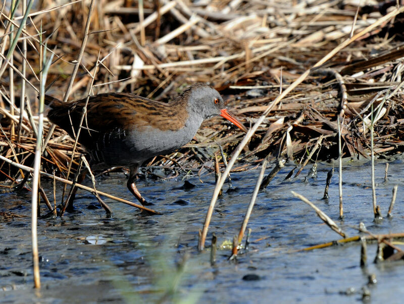 Water Rail