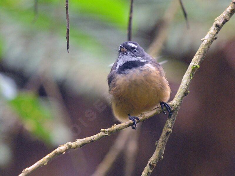 New Zealand Fantail