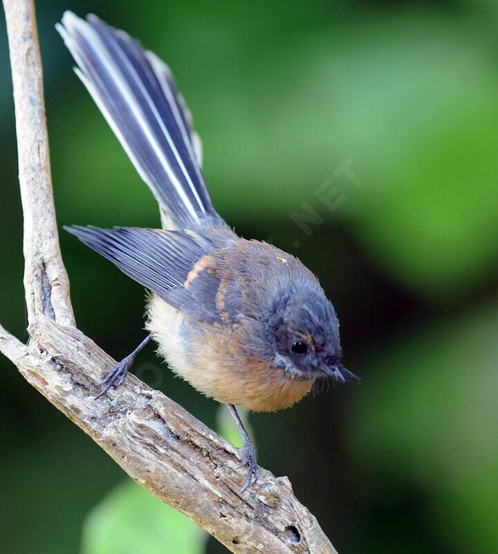 New Zealand Fantail