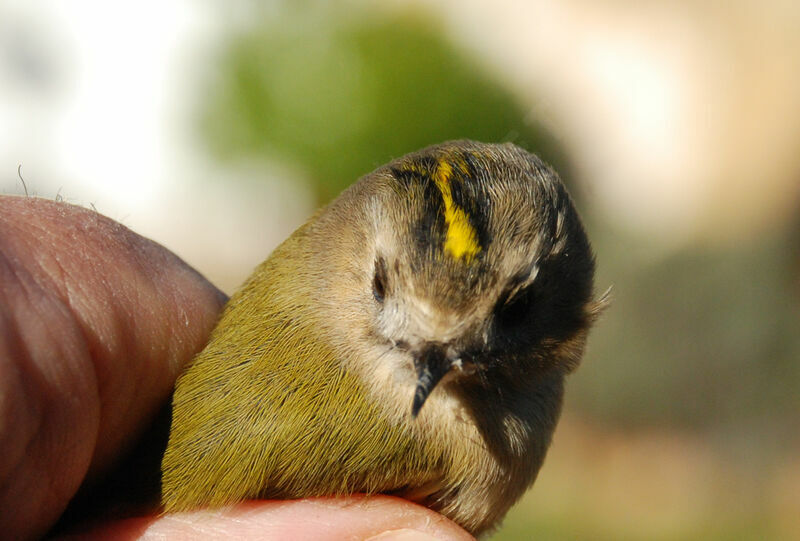 Goldcrest female adult