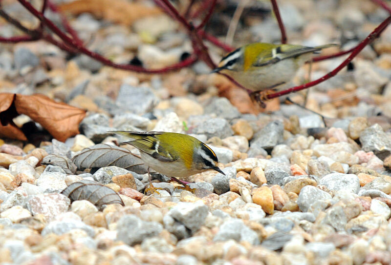 Common Firecrest female adult