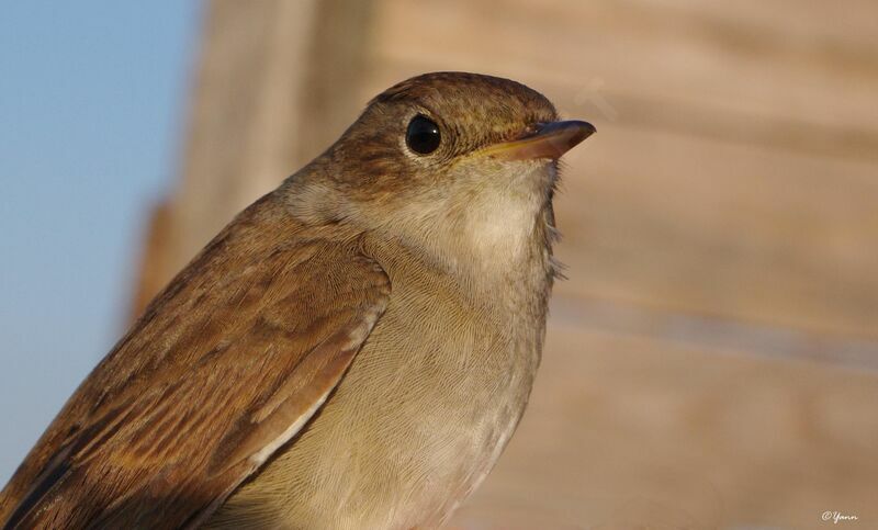 Common Nightingale