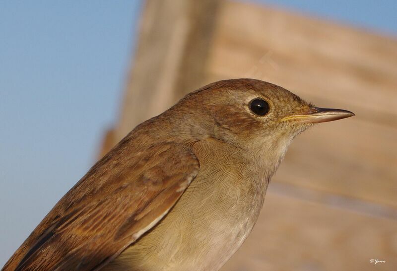 Common Nightingale