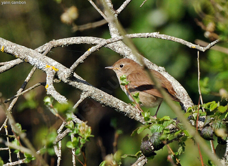 Common Nightingale, song