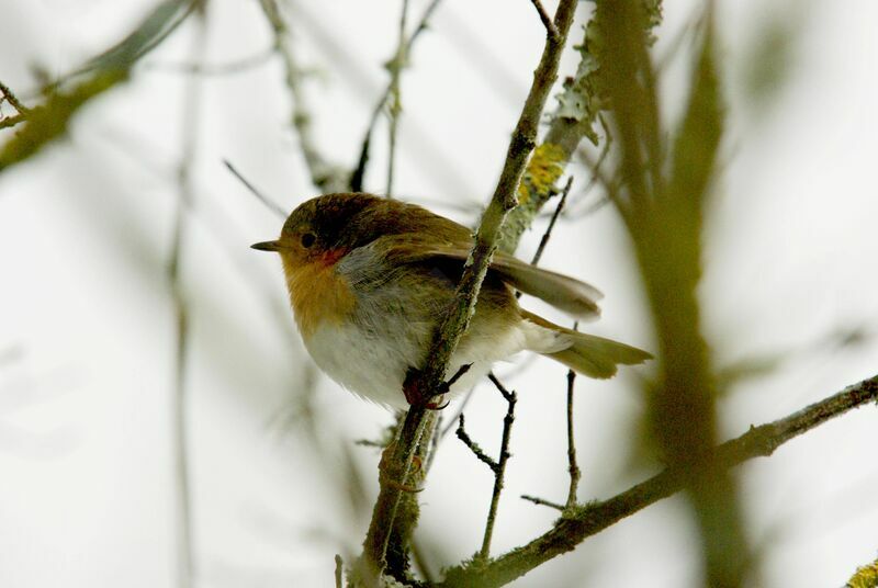 European Robin