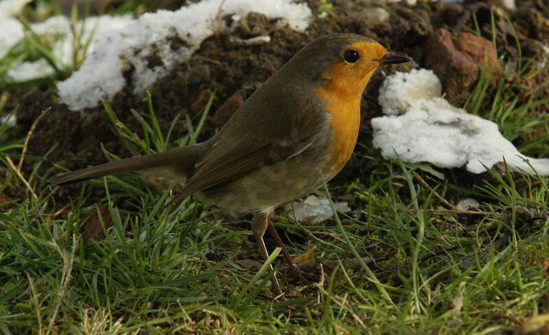 European Robin