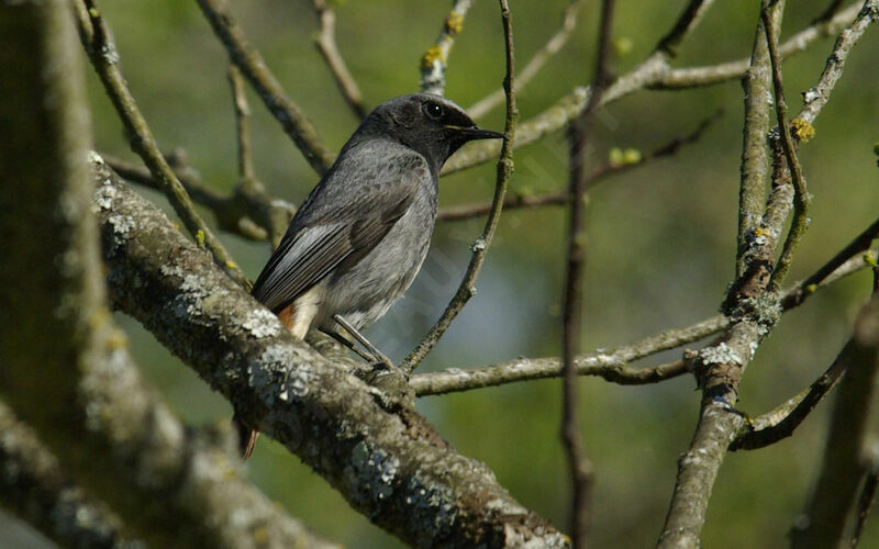 Black Redstart male adult breeding, song