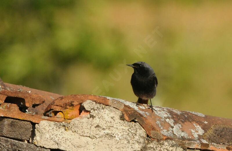 Black Redstart male adult breeding