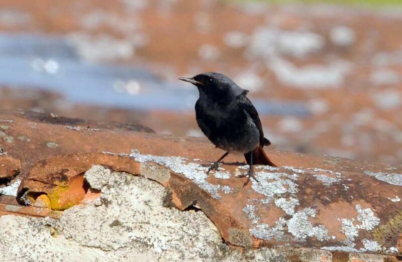 Black Redstart male adult breeding