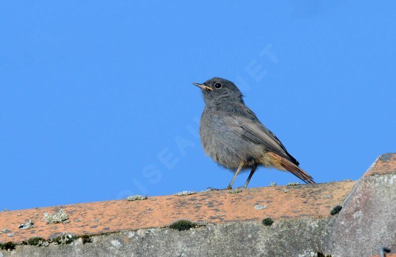 Black Redstartjuvenile