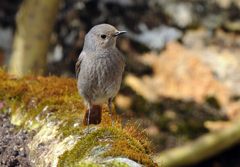 Black Redstart