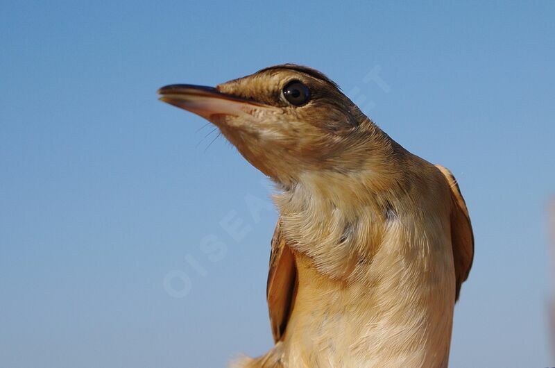 Great Reed Warbler