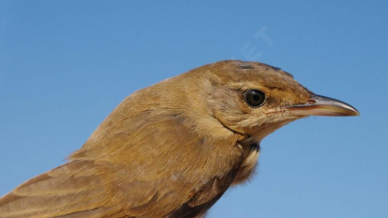 Great Reed Warbler