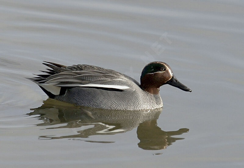 Eurasian Teal male adult