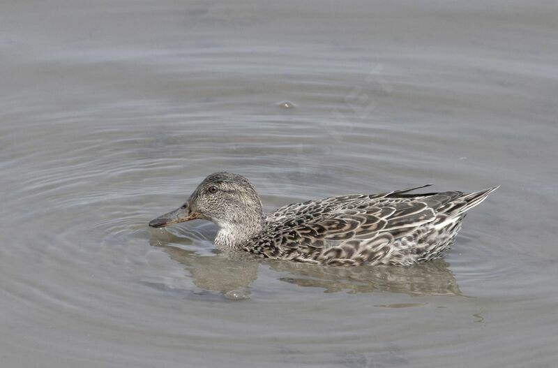 Eurasian Teal female adult