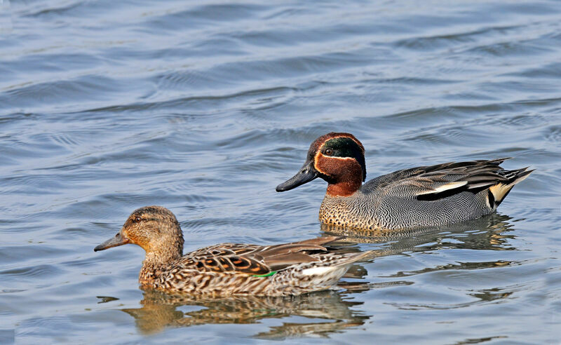 Eurasian Teal 