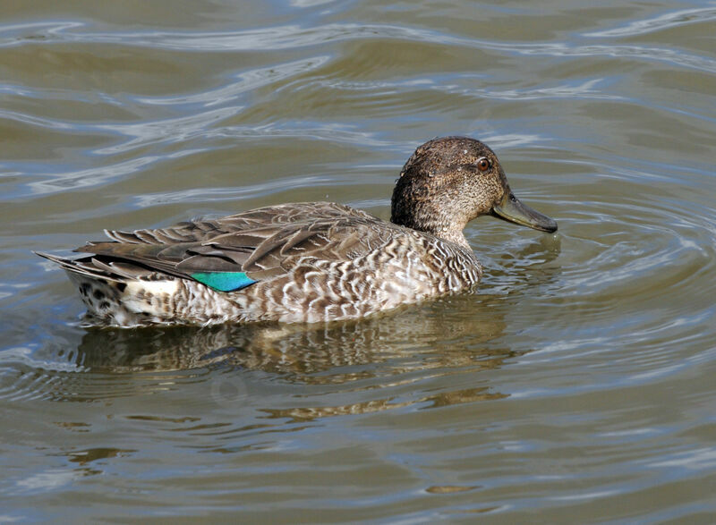 Eurasian Teal