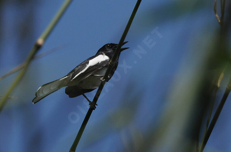 Oriental Magpie-Robin