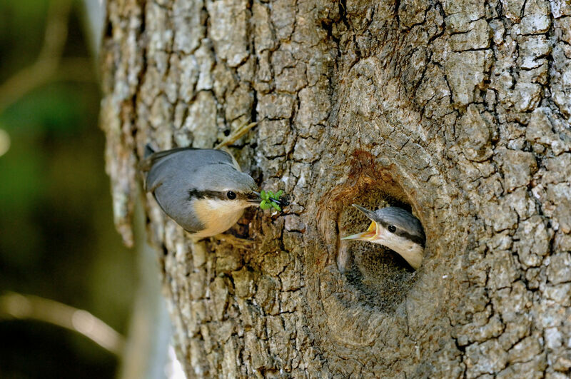 Eurasian Nuthatch