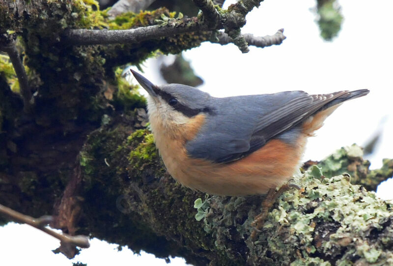 Eurasian Nuthatch male adult