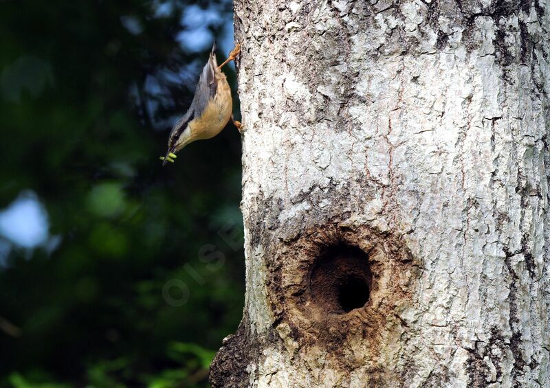 Eurasian Nuthatchadult breeding