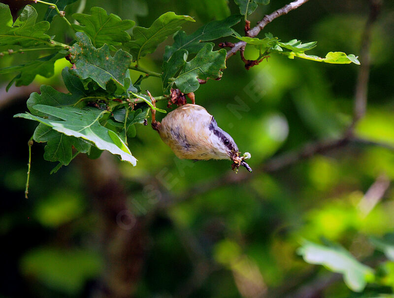 Eurasian Nuthatchadult breeding