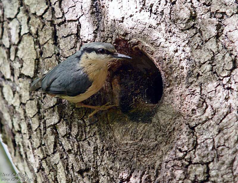 Eurasian Nuthatchadult, Reproduction-nesting