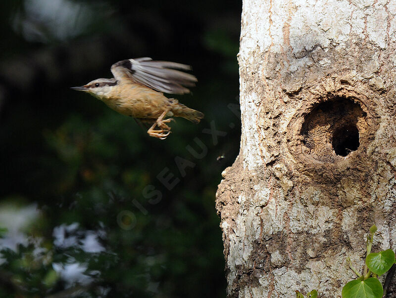 Eurasian Nuthatch