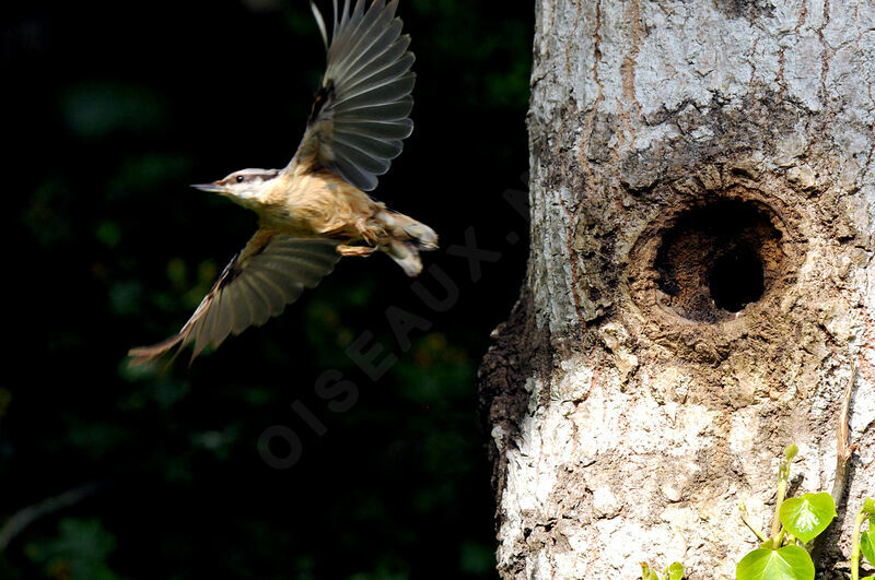 Eurasian Nuthatchadult breeding