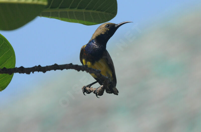 Garden Sunbird