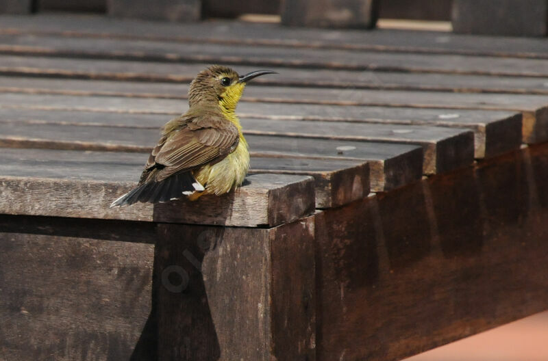 Garden Sunbird