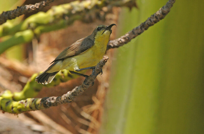 Garden Sunbird