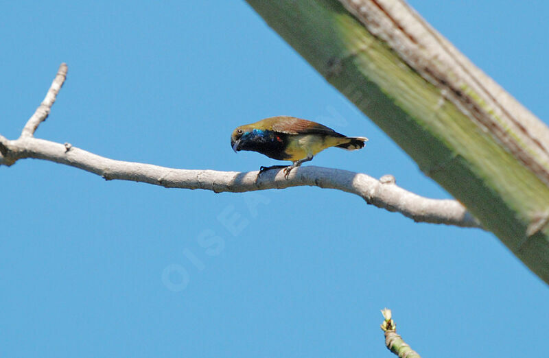 Garden Sunbird