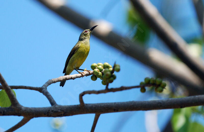 Brown-throated Sunbird female