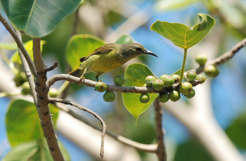 Brown-throated Sunbird