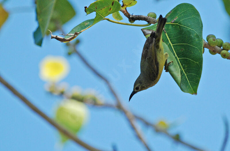 Brown-throated Sunbird