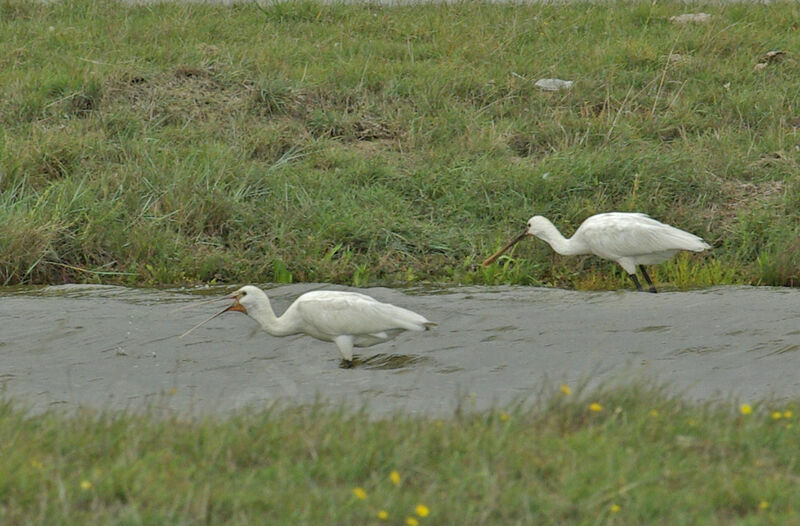 Eurasian Spoonbill