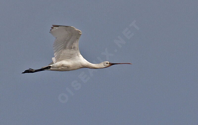 Eurasian Spoonbill