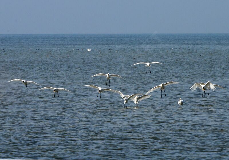 Eurasian Spoonbill