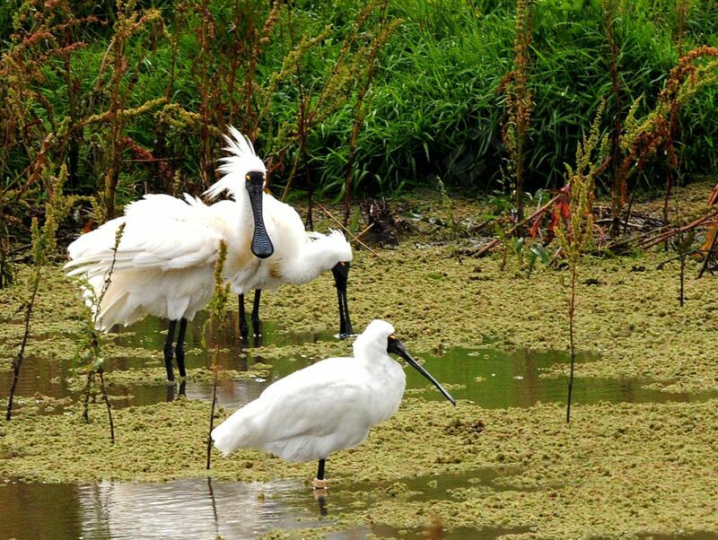 Royal Spoonbill