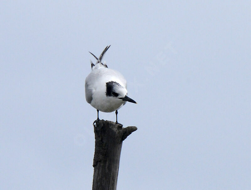 Sandwich Tern