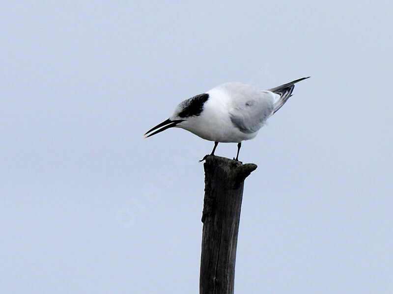 Sandwich Tern