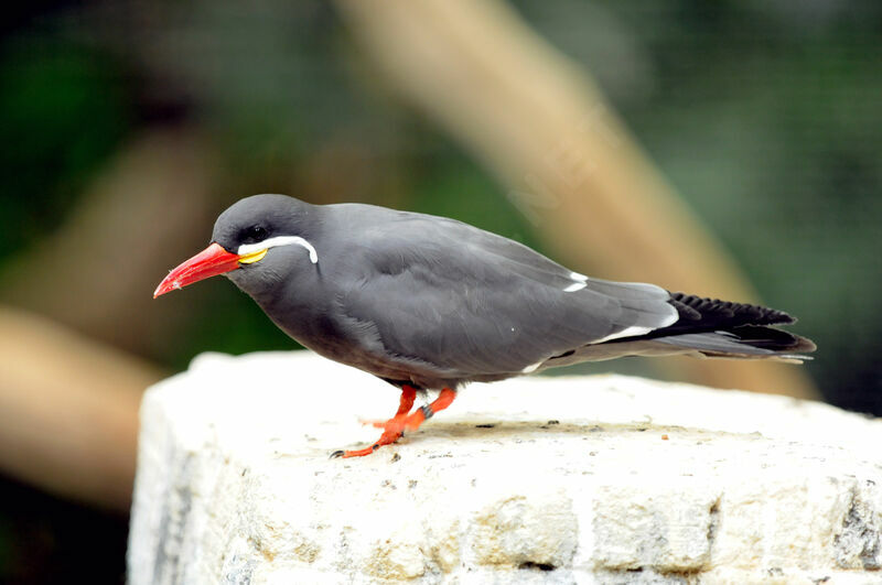 Inca Tern