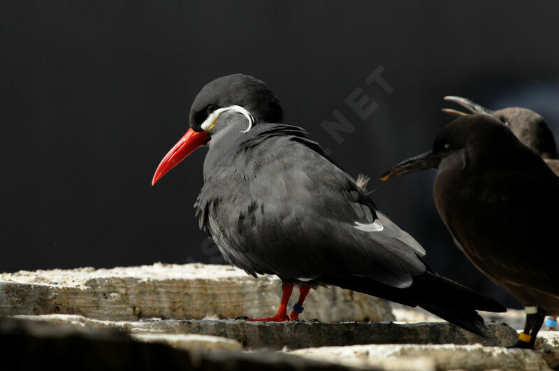 Inca Tern